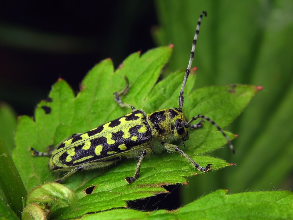 Saperda scalaris (Linnaeus, 1758)